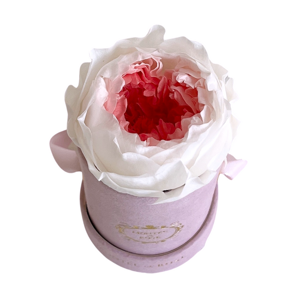 Single Suede Two-Toned Peony Box – Montée De Rose