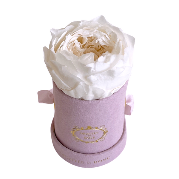 Single Suede White Peony Box – Montée De Rose