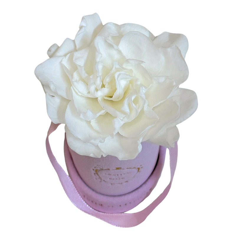 Single Gardenia in Pink Velvet Box